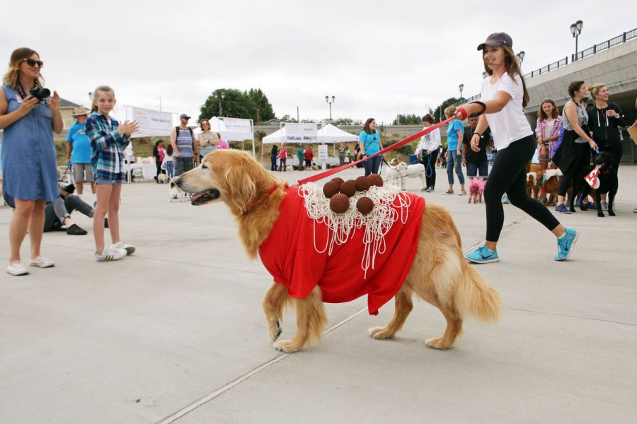 Upcoming Walk For Animals